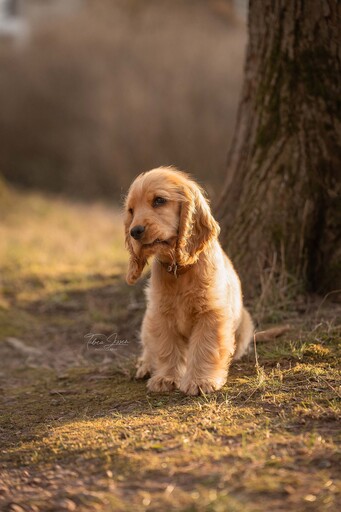 Tabea Jessen Photography | Welpenliebe | Hochzeitsfotograf auf alleFotografen