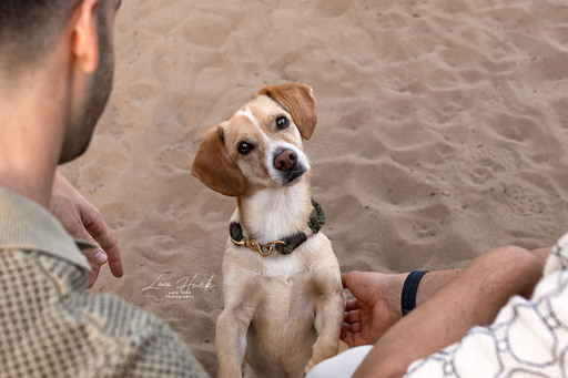 Lara Hück Fotografie  | Hundefotografie | Paarfotograf auf alleFotografen