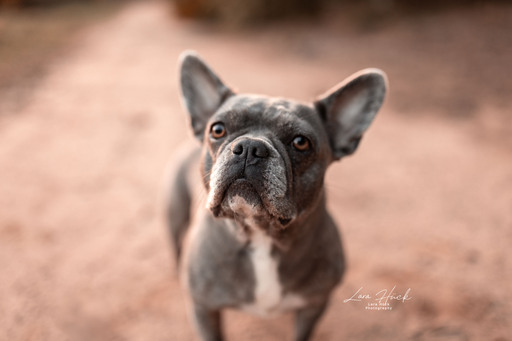 Lara Hück Fotografie  | Hundefotografie | Tierfotograf auf alleFotografen