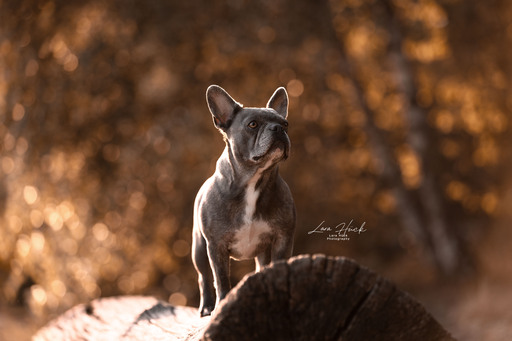 Lara Hück Fotografie  | Hundefotografie | Sportfotograf auf alleFotografen