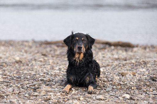 Lara Hück Fotografie  | Hundefotografie | Hundefotograf auf alleFotografen