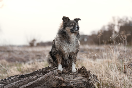 Lara Hück Fotografie  | Hundefotografie | Tierfotograf auf alleFotografen