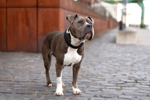 Lara Hück Fotografie  | Hundefotografie | Werbefotograf auf alleFotografen