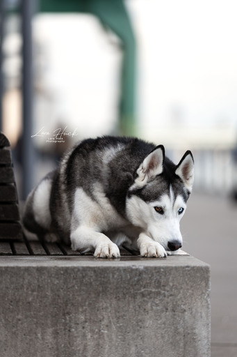 Lara Hück Fotografie  | Hundefotografie | Fahrzeugfotograf auf alleFotografen