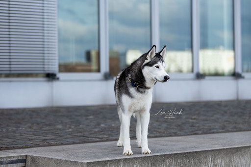 Lara Hück Fotografie  | Hundefotografie | Imagefotograf auf alleFotografen