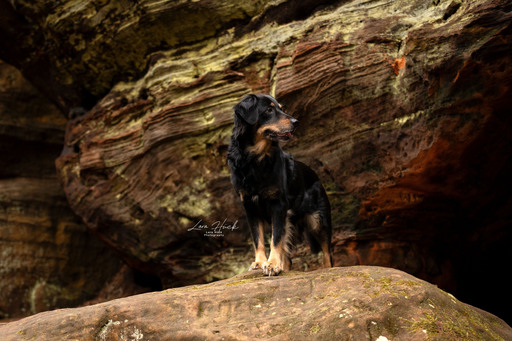 Lara Hück Fotografie  | Hundefotografie | Sportfotograf auf alleFotografen