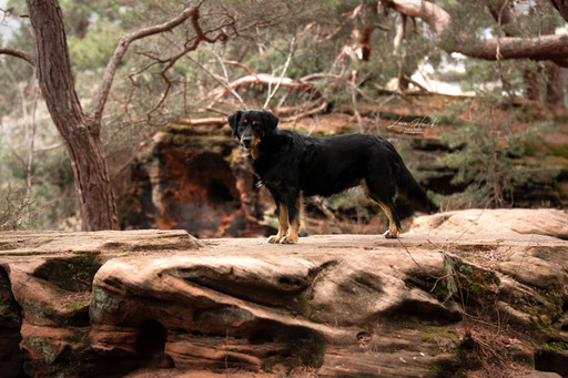 Lara Hück Fotografie  | Hundefotografie | Fahrzeugfotograf auf alleFotografen