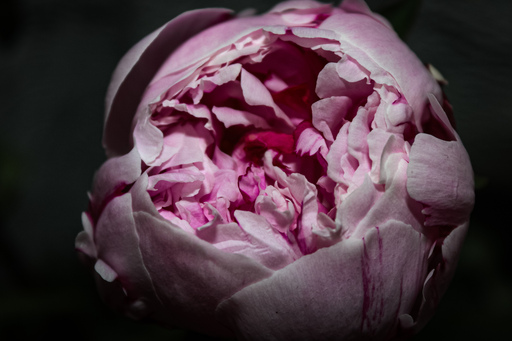 Fotografie Leipzig by Sarah | Natur | Fahrzeugfotograf auf alleFotografen