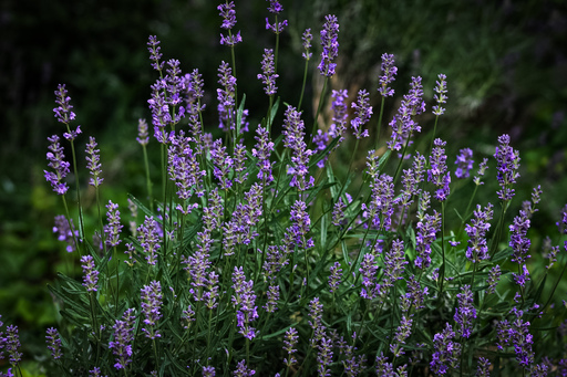 Fotografie Leipzig by Sarah | Natur | Familienfotograf auf alleFotografen