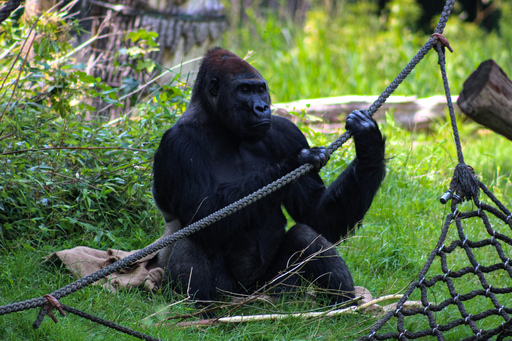 Fotografie Leipzig by Sarah | Tiere | Landschaftsfotograf auf alleFotografen