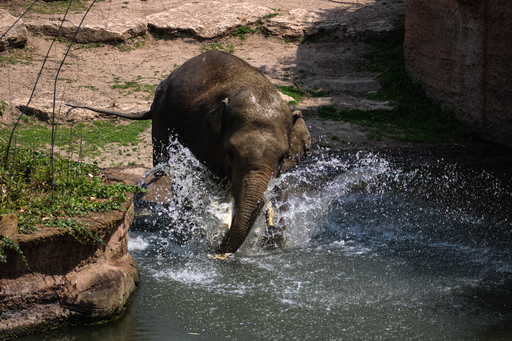 Fotografie Leipzig by Sarah | Tiere | Kinderfotograf auf alleFotografen