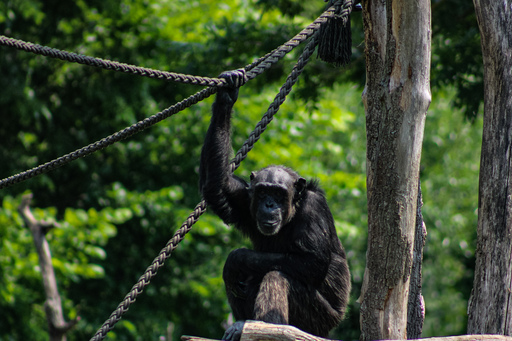 Fotografie Leipzig by Sarah | Tiere | Fahrzeugfotograf auf alleFotografen