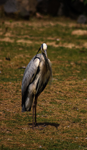 Fotografie Leipzig by Sarah | Tiere | Hundefotograf auf alleFotografen