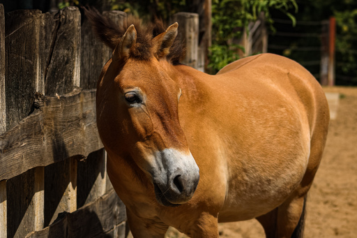 Fotografie Leipzig by Sarah | Tiere | Tierfotograf auf alleFotografen