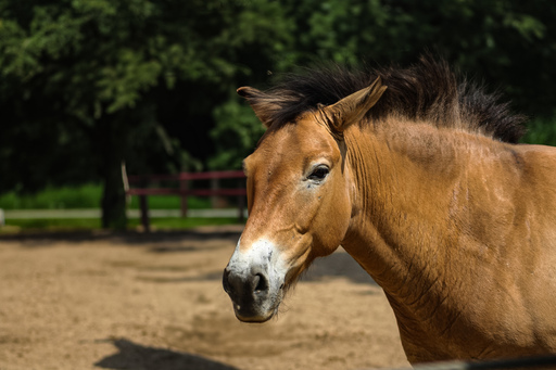 Fotografie Leipzig by Sarah | Tiere | Architekturfotograf auf alleFotografen