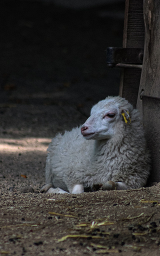 Fotografie Leipzig by Sarah | Tiere | Familienfotograf auf alleFotografen