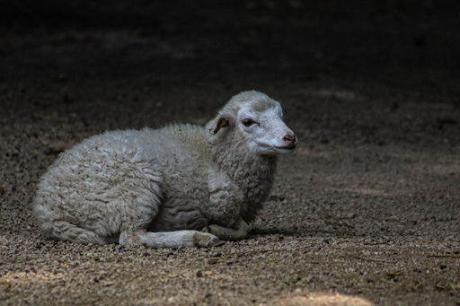 Fotografie Leipzig by Sarah | Tiere | Hundefotograf auf alleFotografen
