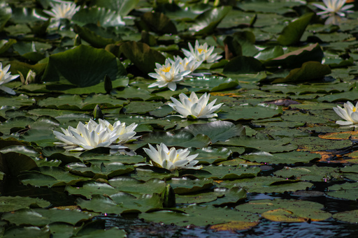 Fotografie Leipzig by Sarah | Natur | Hundefotograf auf alleFotografen