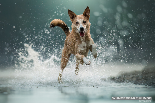 Wunderbare Hunde Fotografie  | Outdoor  | Tierfotograf auf alleFotografen