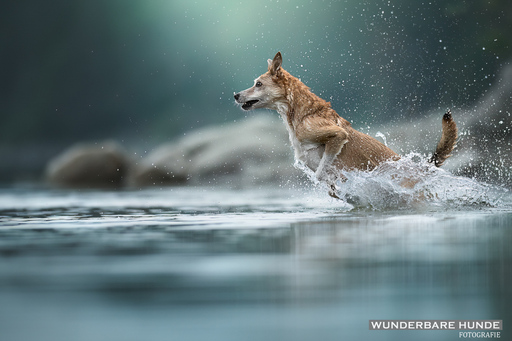 Wunderbare Hunde Fotografie  | Outdoor  | Hundefotograf auf alleFotografen