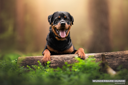 Wunderbare Hunde Fotografie  | Outdoor  | Tierfotograf auf alleFotografen