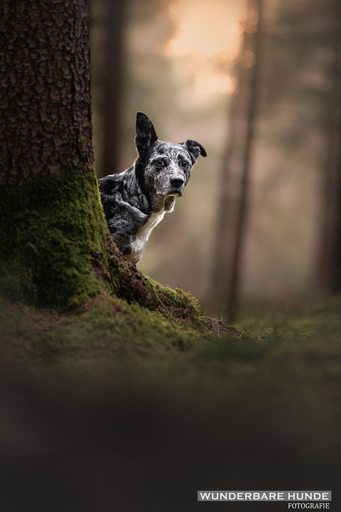 Wunderbare Hunde Fotografie  | Outdoor  | Hundefotograf auf alleFotografen