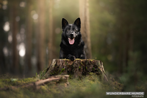 Wunderbare Hunde Fotografie  | Outdoor  | Tierfotograf auf alleFotografen