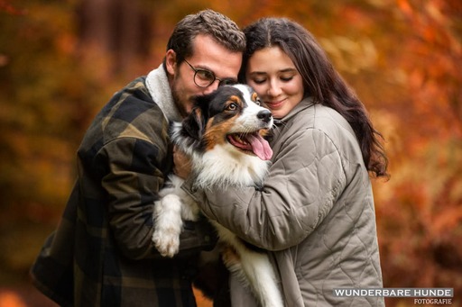 Wunderbare Hunde Fotografie  | Outdoor  | Tierfotograf auf alleFotografen
