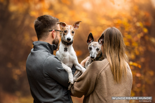 Wunderbare Hunde Fotografie  | Outdoor  | Hundefotograf auf alleFotografen