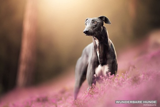 Wunderbare Hunde Fotografie  | Outdoor  | Tierfotograf auf alleFotografen