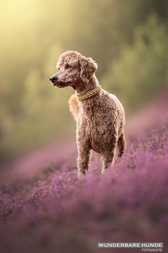 Wunderbare Hunde Fotografie  | Outdoor  | Tierfotograf auf alleFotografen