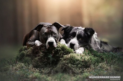 Wunderbare Hunde Fotografie  | Outdoor  | Hundefotograf auf alleFotografen