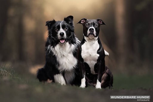 Wunderbare Hunde Fotografie  | Outdoor  | Tierfotograf auf alleFotografen