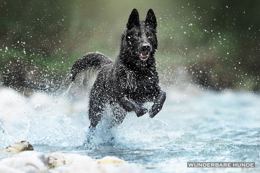 Wunderbare Hunde Fotografie  | Outdoor  | Tierfotograf auf alleFotografen