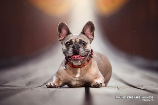 Wunderbare Hunde Fotografie  | Outdoor  | Hundefotograf auf alleFotografen