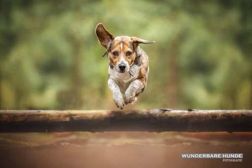 Wunderbare Hunde Fotografie  | Outdoor  | Tierfotograf auf alleFotografen