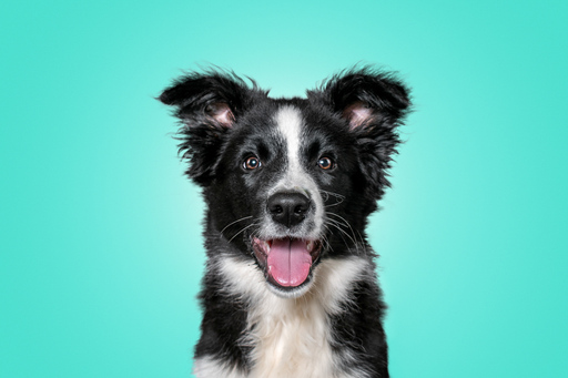 Wunderbare Hunde Fotografie  | Studio | Hundefotograf auf alleFotografen