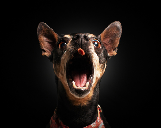 Wunderbare Hunde Fotografie  | Studio | Tierfotograf auf alleFotografen