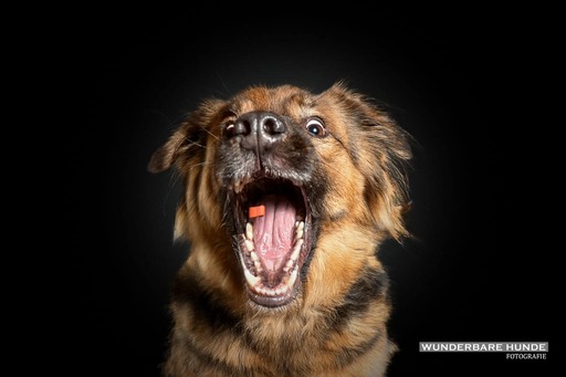 Wunderbare Hunde Fotografie  | Studio | Tierfotograf auf alleFotografen