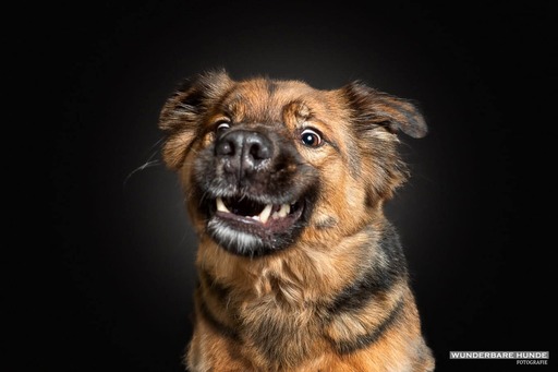 Wunderbare Hunde Fotografie  | Studio | Tierfotograf auf alleFotografen