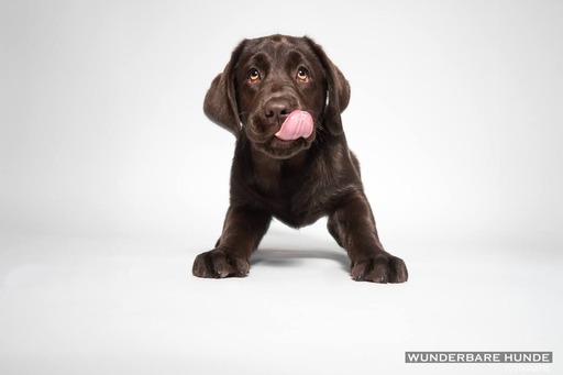 Wunderbare Hunde Fotografie  | Studio | Tierfotograf auf alleFotografen