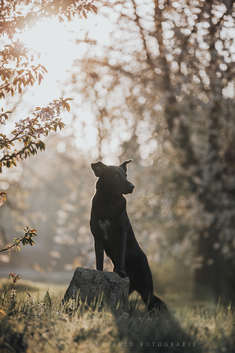 Vanessa's Lichtmomente | Hunde | Paarfotograf auf alleFotografen
