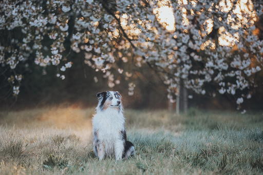 Vanessa's Lichtmomente | Hunde | Passbildfotograf auf alleFotografen