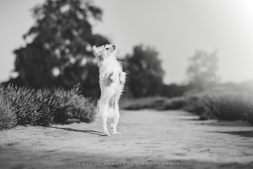 Vanessa's Lichtmomente | Hunde | Paarfotograf auf alleFotografen