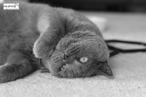 mp photo | PETs | Modefotograf auf alleFotografen