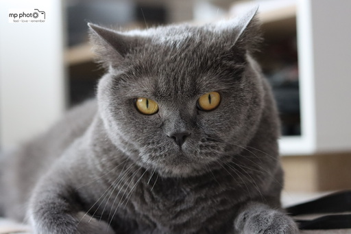 mp photo | PETs | Babyfotograf auf alleFotografen