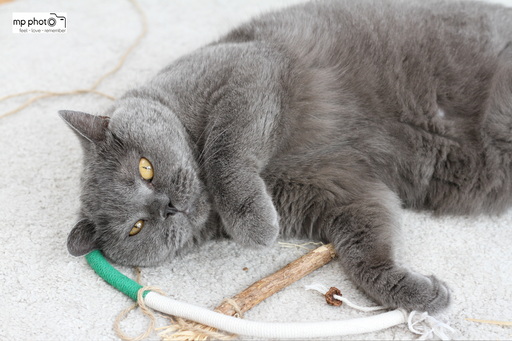 mp photo | PETs | Babyfotograf auf alleFotografen