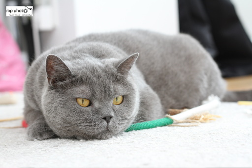 mp photo | PETs | Hochzeitsfotograf auf alleFotografen