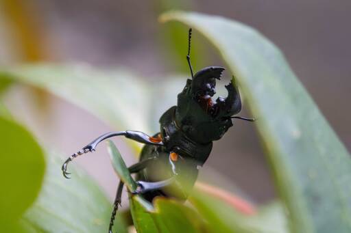 le_mawo | GreenLens | Paarfotograf auf alleFotografen