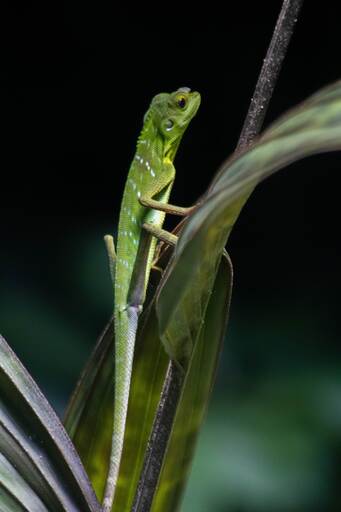 le_mawo | GreenLens | Paarfotograf auf alleFotografen